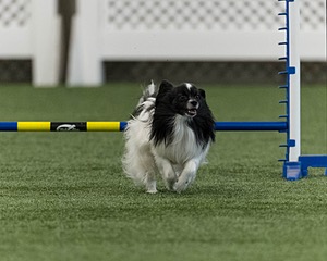 20260627-STCGNY-1043.jpg