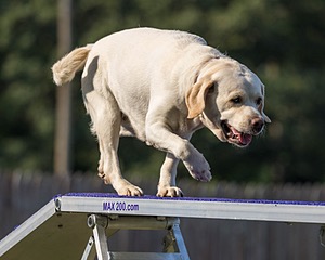 Violet Duke