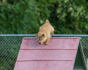 Fenway Miller