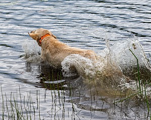 20170603-SHRW-1609.jpg