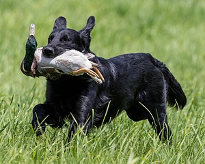 Hunter Law