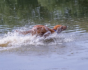Chase
