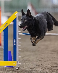 Vibe Ksiazek