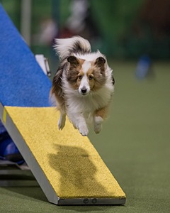 Tempo Thibodeau