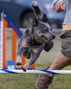 Bree Spetla
