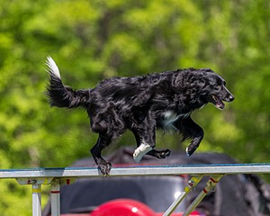 20170520-NEAT-0912.jpg