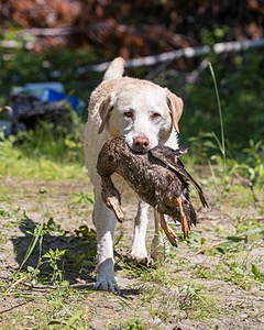 Comet Mead