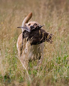 RUFF Millheim