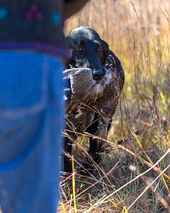 Ziva Millikin