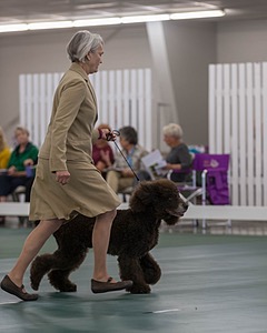 40 - GCH POOLE'S IDE BONNIE BROOK CD RE CGC (Bonnie)