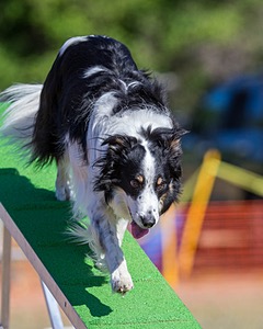 20160618-CCKC-0149.jpg
