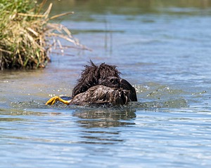 Ghillie