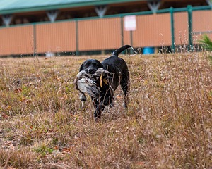 Glenforest's Pique Dame JH (Chloe)