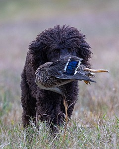 Ghillie Kezer