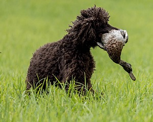 Ghillie Kezer
