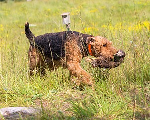 Paladin Morgan