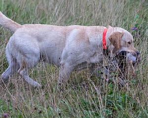 KODA Hess