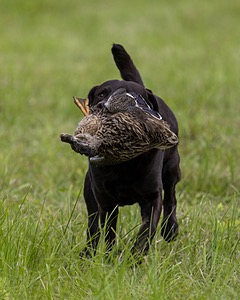 Otter Henry