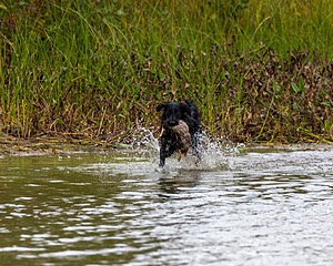 Jett