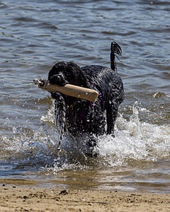 Moana Sardelli