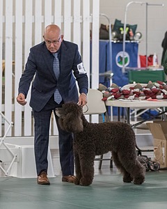 66 - GCH CH BLACKTHORN'S KEEVA CROMPTON AX AXJ XF RN CGC (Keeva)