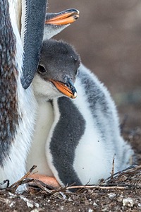 Gentoo Penguin, Sea Lion Island, The Falklands