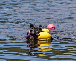 Glowworm