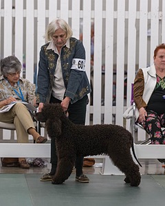 60 - CH CAT'S SISTER SARAH BROWN CA CGCA