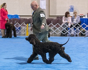 26 - CH Blackthorn 'N Nawedshoe's Sausalito Rose BCAT TKN (Rosie)