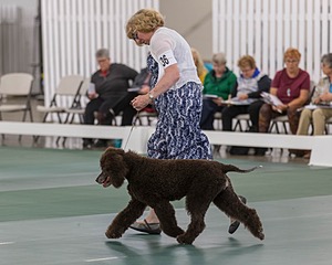 36 - GCH ARROYO'S BEGIN THE BEGUINE AX OAJ NF (Porter)