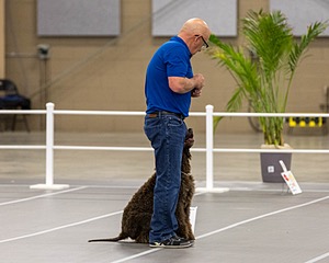 700 - GCH Blackthorn’s Lass That Loves A Sailor in Wicklow CD RM CGC