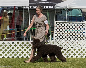 62 - GCH CH Chantico's Dark And Stormy BN RN (Kiera)