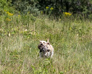 Moxie Duke