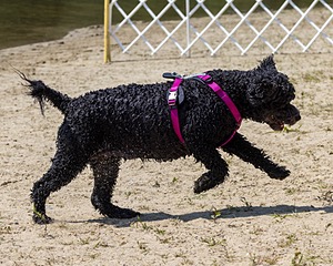 Tango Abbruzzese