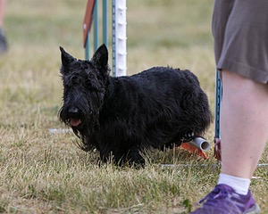 20150613-CCKC-0025.jpg