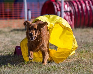 Wylie Dibona