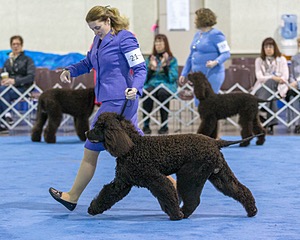 21 - GCHB CH Flintcrest Full Monty (Jonny)