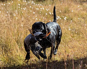 Westview's Black Sofie (Sofie)