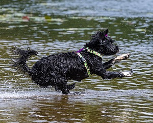 Dottie Notestine