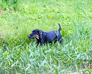 Buddy Bagley