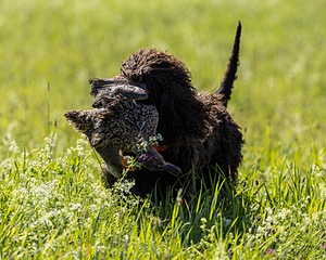 Ghillie Kezer