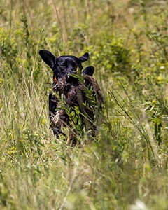 Pepper Acampora