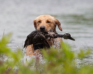 Sunfire Padraig of Golden Pond