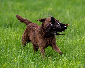 20170603-SHRL-0908.jpg