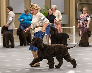 207 - GCH CH Flintcrest First Strike Fintan