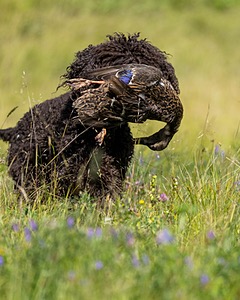 Ghillie Kezer