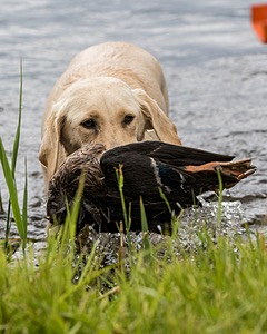 20170603-SHRW-1583.jpg