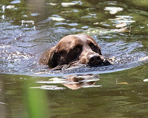 Otter Donlon