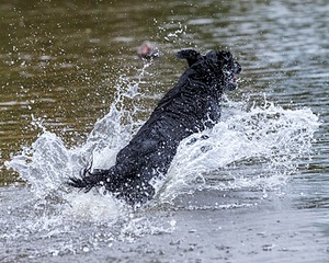 Onyx