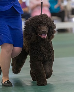 35 - GCHB CH FLINTCREST FULL MONTY (Jonny)